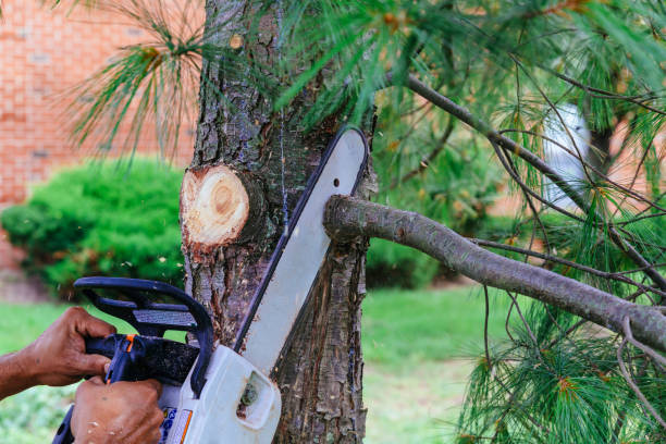 How Our Tree Care Process Works  in  Warsaw, VA